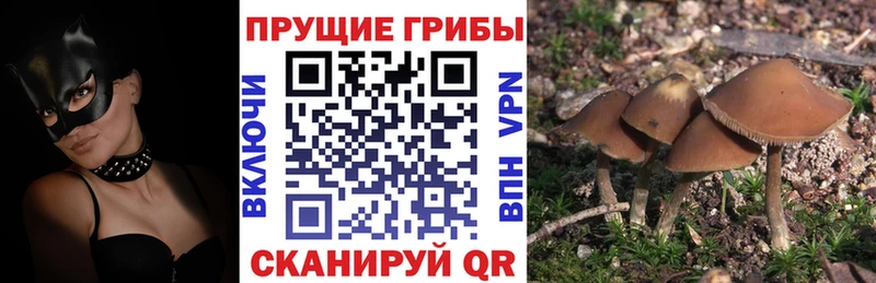 наркотики  Тимашёвск  Галлюциногенные грибы Magic Shrooms 